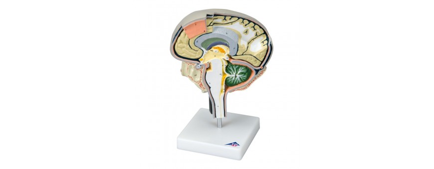 Toomed vous propose tout les modèles de cerveau humain au meilleur prix !