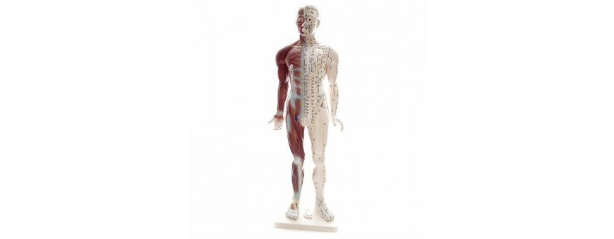 Achat modèle anatomiques pour étudiant anatomie - Toomed leader