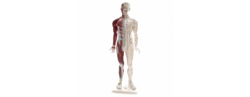 Achat modèle anatomiques pour étudiant anatomie