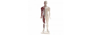 Achat modèle anatomiques pour étudiant anatomie