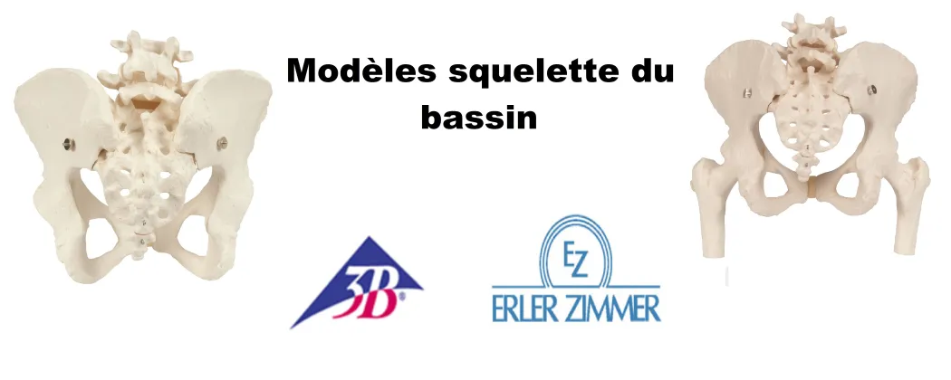 Squelette bassin,  os bassin humain, corp humain bassin, os bassin, squelette bassin femme
