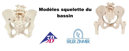 Squelette bassin,  os bassin humain, corp humain bassin, os bassin, squelette bassin femme
