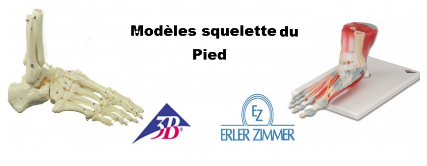 Squelette du pied modèle anatomique pas cher