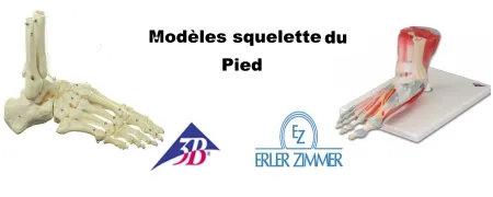 Squelette du pied modèle anatomique pas cher