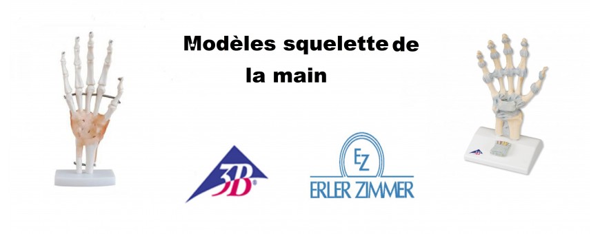 Squelette de la main pas cher Erler Zimmer et 3B scientific