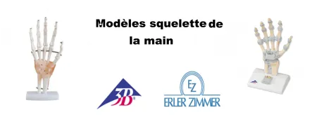 Squelette de la main pas cher Erler Zimmer et 3B scientific