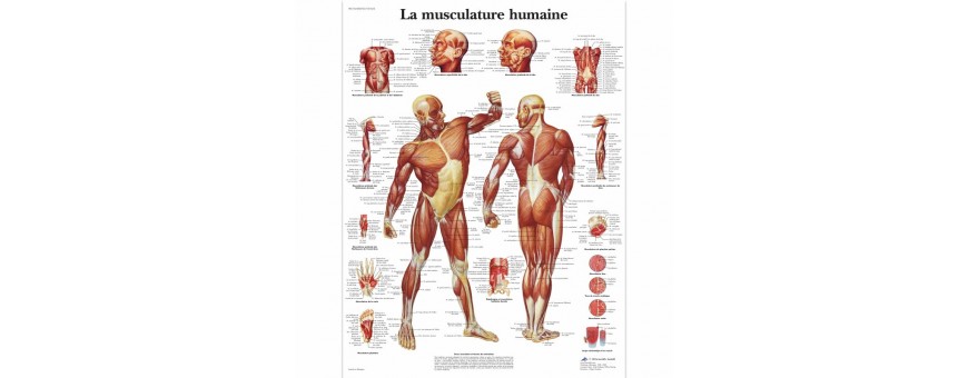 planche anatomique 3B scientific pas cher papier de qualité durable, planche anatomique squelette humain