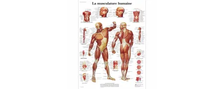 planche anatomique 3B scientific pas cher papier de qualité durable, planche anatomique squelette humain