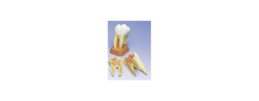 Toomed vous propose dans la catégorie dentaire plusieurs modèles de dents à bas prix !