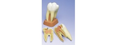 Toomed vous propose dans la catégorie dentaire plusieurs modèles de dents à bas prix !