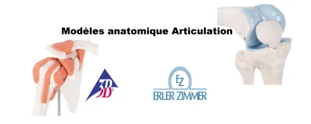 Modèles anatomiques des Articulations en vente prix intéressant