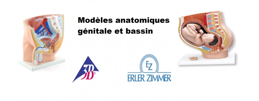 Bassin féminin et génital réalistes erler zimmer et 3b scentific