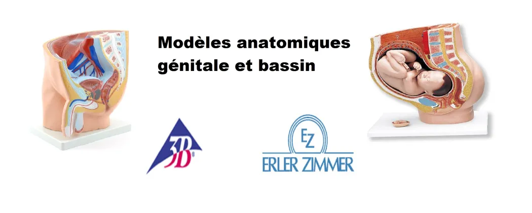 Bassin féminin et génital réalistes erler zimmer et 3b scentific