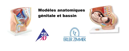 Bassin féminin et génital réalistes erler zimmer et 3b scentific
