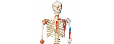 squelette humain anatomique 3B Scientific