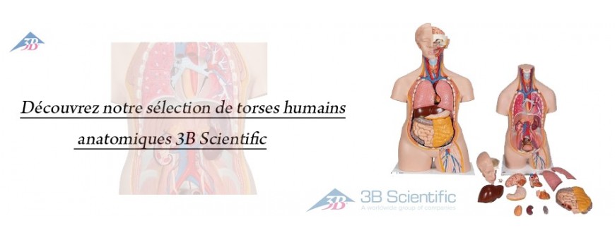  TORSE HUMAIN ANATOMIQUE 3B SCIENTIFIC
