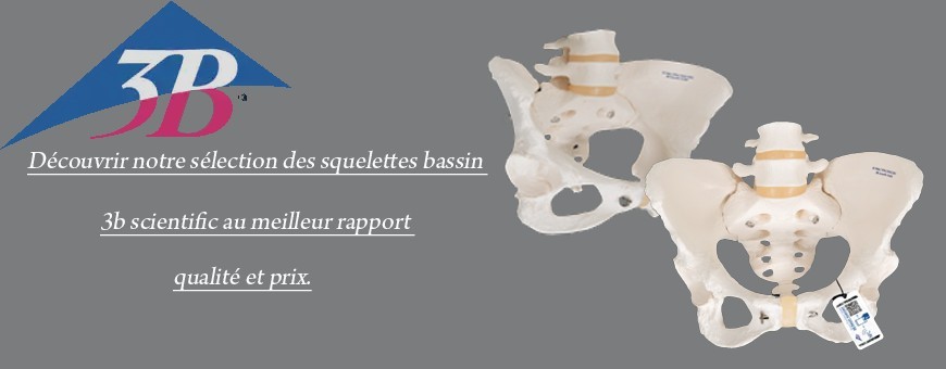 SQUELETTE BASSIN 3B SCIENTIFIC