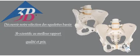 SQUELETTE BASSIN 3B SCIENTIFIC