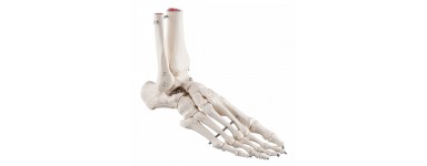 Squelette pied 3b scientific
