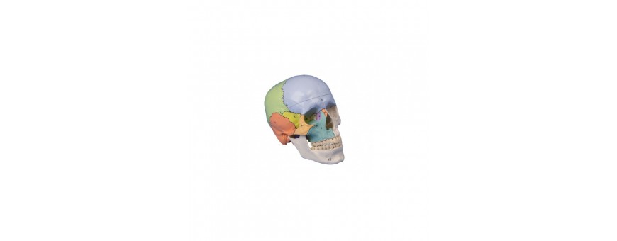 Crâne articulé version Didactique, 22 pièces 4708 Erler Zimmer