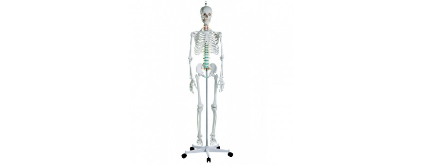 Squelette anatomique Erler Zimmer