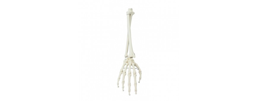 Squelette de la main Erler zimmer