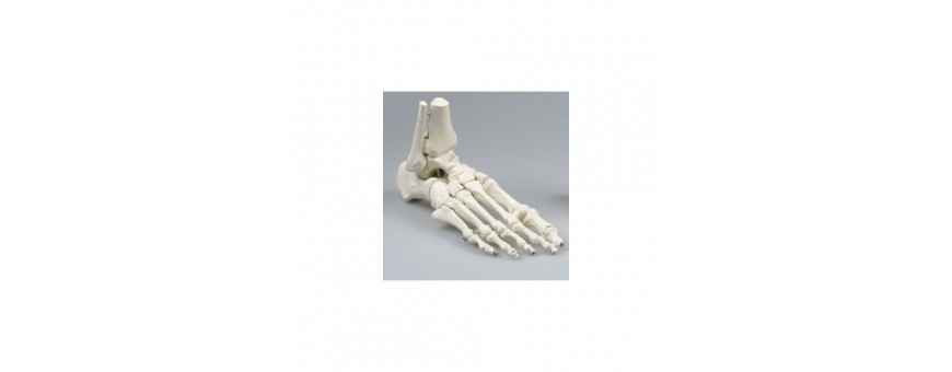 Squelette de pied Erler Zimmer