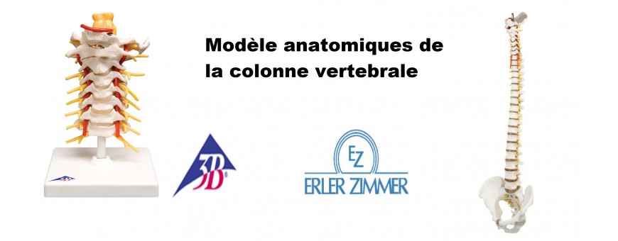 Modèle anatomique de la Colonne vertébrale support pédagogique, squelette colonne vertébrale