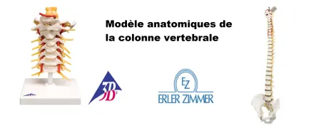 Modèle anatomique de la Colonne vertébrale support pédagogique, squelette colonne vertébrale