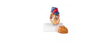 Coeur humain et circulation Erler Zimmer 