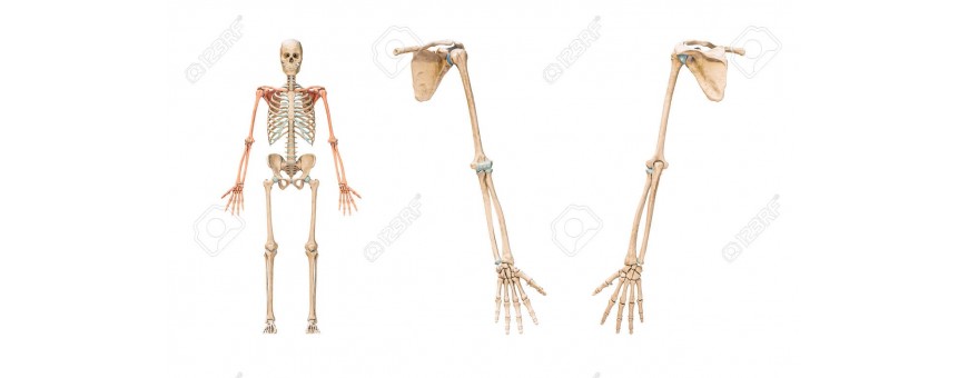 Ostéologie Toomed
