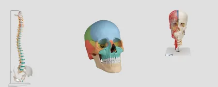 modèle anatomie et ostéologie 3B scientific et Erler zimmer à bas prix