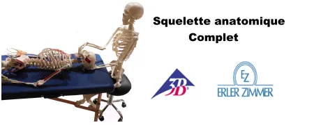 Squelette anatomique ,modele squelette humain , mini squelette anatomique humain livraison sous 48H, modele squelette