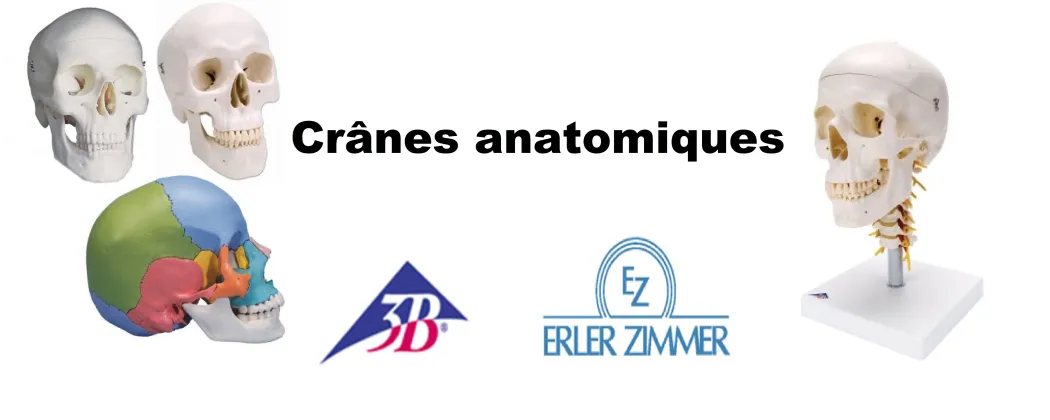 Achat crâne anatomique, acheter crane humain au meilleurs prix livraison en 24 à 48h