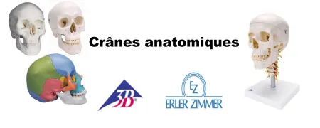 Crâne anatomique