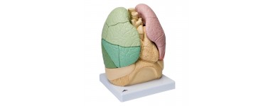 achat modele de poumon, arbre branchique larynx pas cher