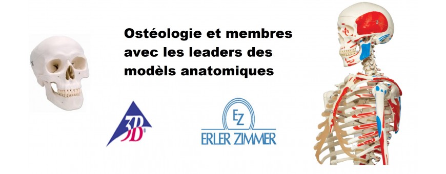 Ostéologie et membres modèles anatomique erler zimmer  3b scientific