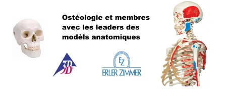 Ostéologie et membres modèles anatomique erler zimmer  3b scientific