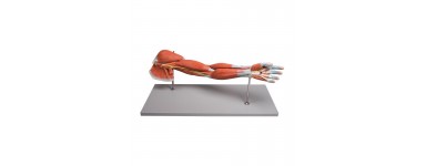 Musculature du corps humain représenté par des modèles éducatis