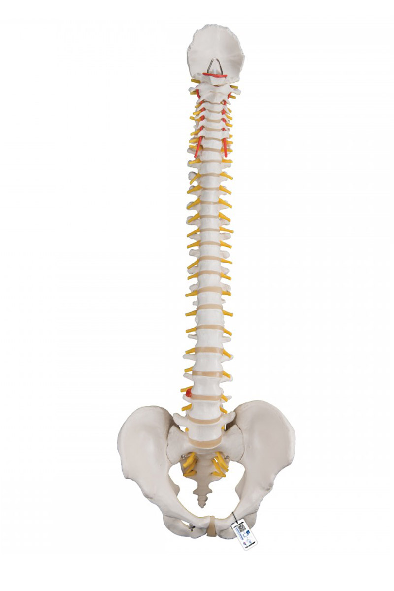 colonne vertebrale.jpg