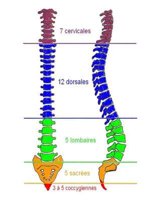 Colonne vertébrale