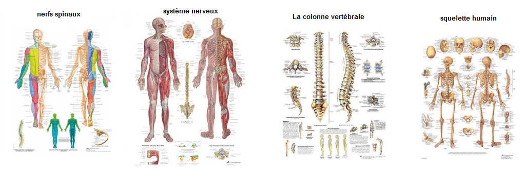 Modèle de squelette humain pour anatomie-médical taille réelle avec système  nerveux 70.8 pouces avec support roulant pour l'étude médicale