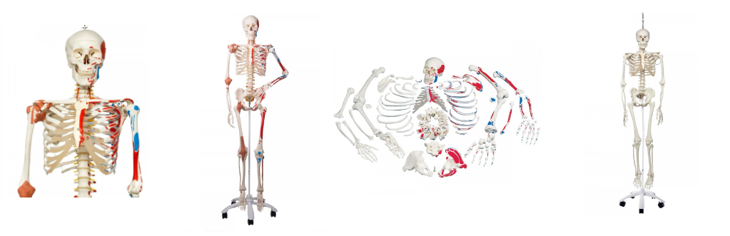 3B Scientific Modèle Anatomique Système Vasculaire