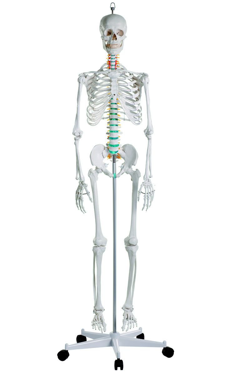 squelette-humain-didactique-oscar.jpg